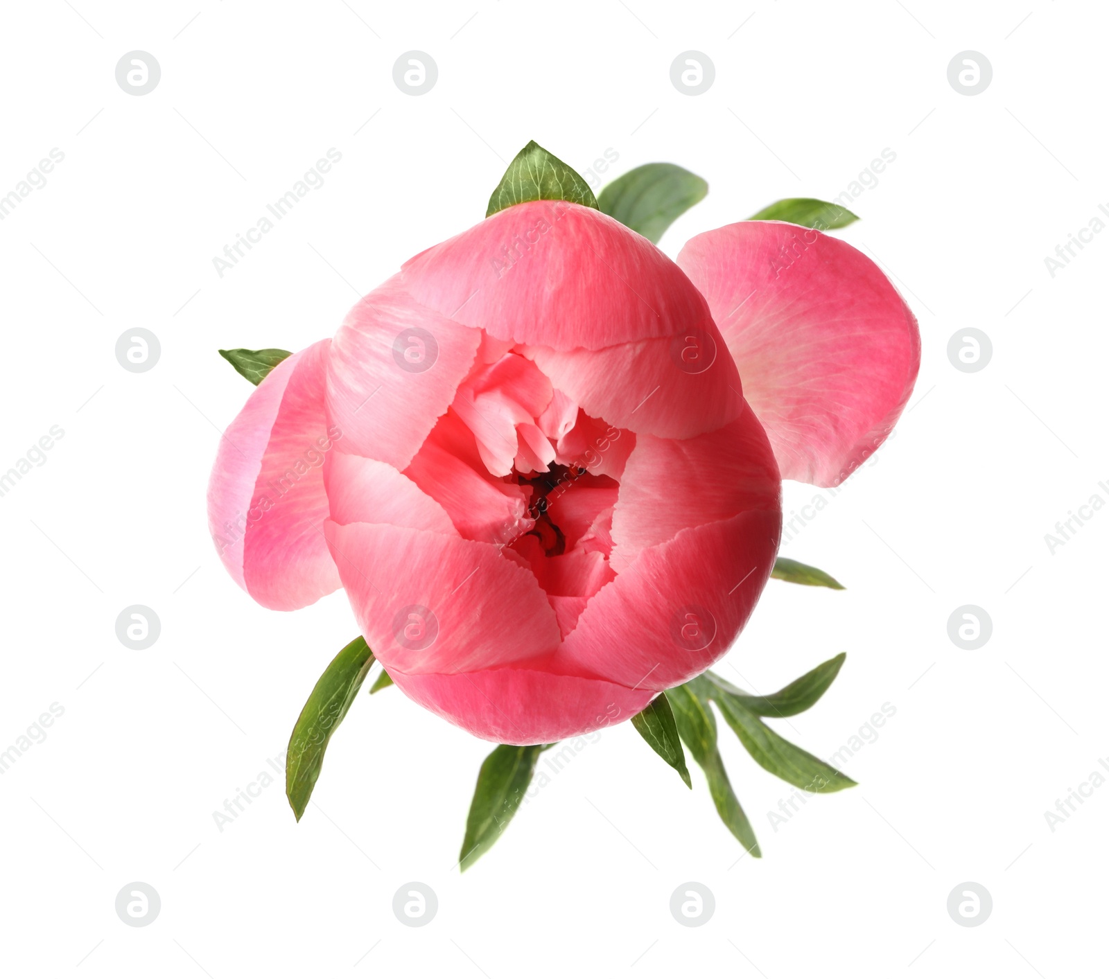 Photo of Beautiful pink peony bud isolated on white