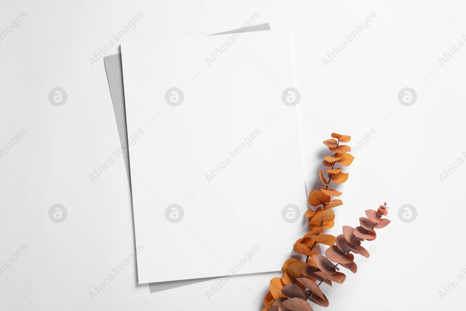 Photo of Empty sheet of paper and dry decorative leaves on white background, flat lay. Mockup for design