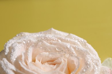 Photo of Beautiful rose flower with water drops on pale yellow, closeup. Space for text