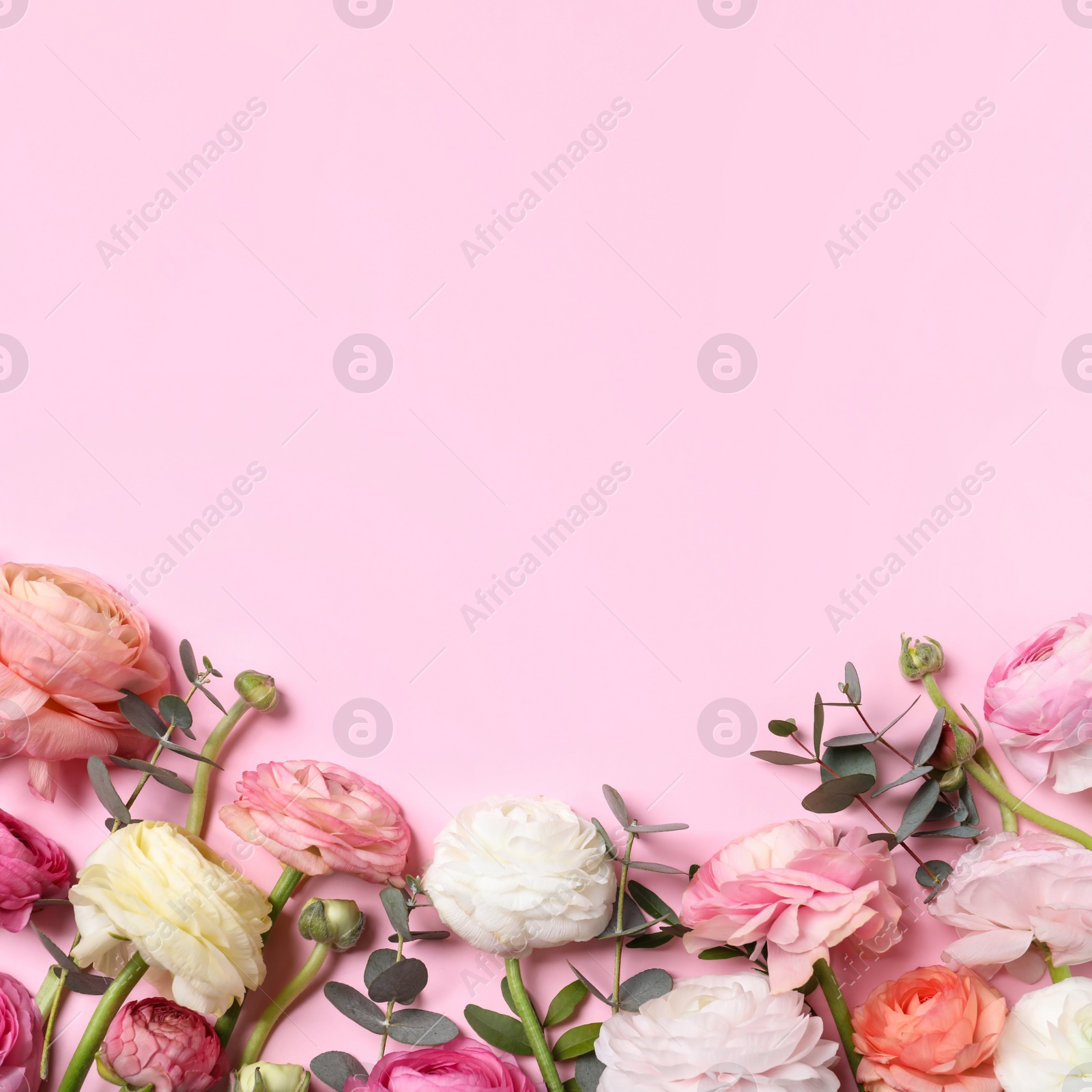 Photo of Beautiful ranunculus flowers on pink background, flat lay. Space for text