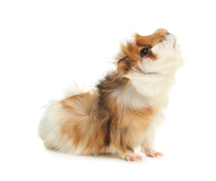 Photo of Cute funny guinea pig on white background