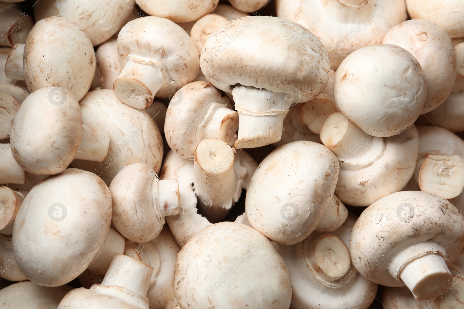 Photo of Fresh champignon mushrooms as background, top view