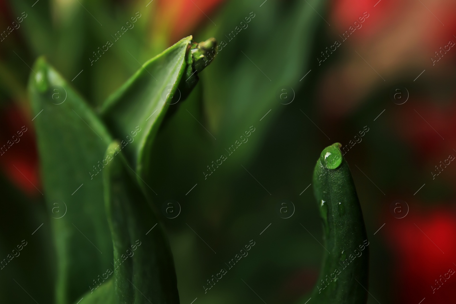 Photo of Beautiful leaf with water drops on blurred background, closeup