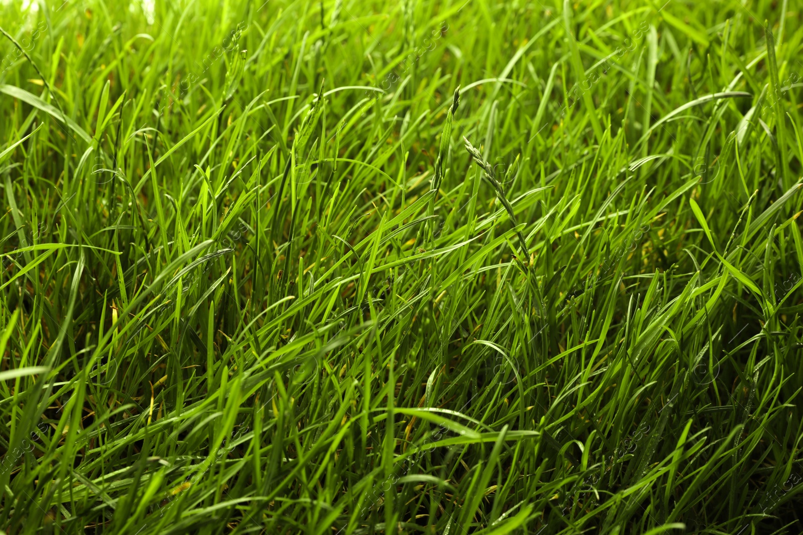 Photo of Beautiful lush green grass as background, closeup