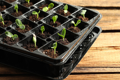 Photo of Seedling tray with young vegetable sprouts on wooden table