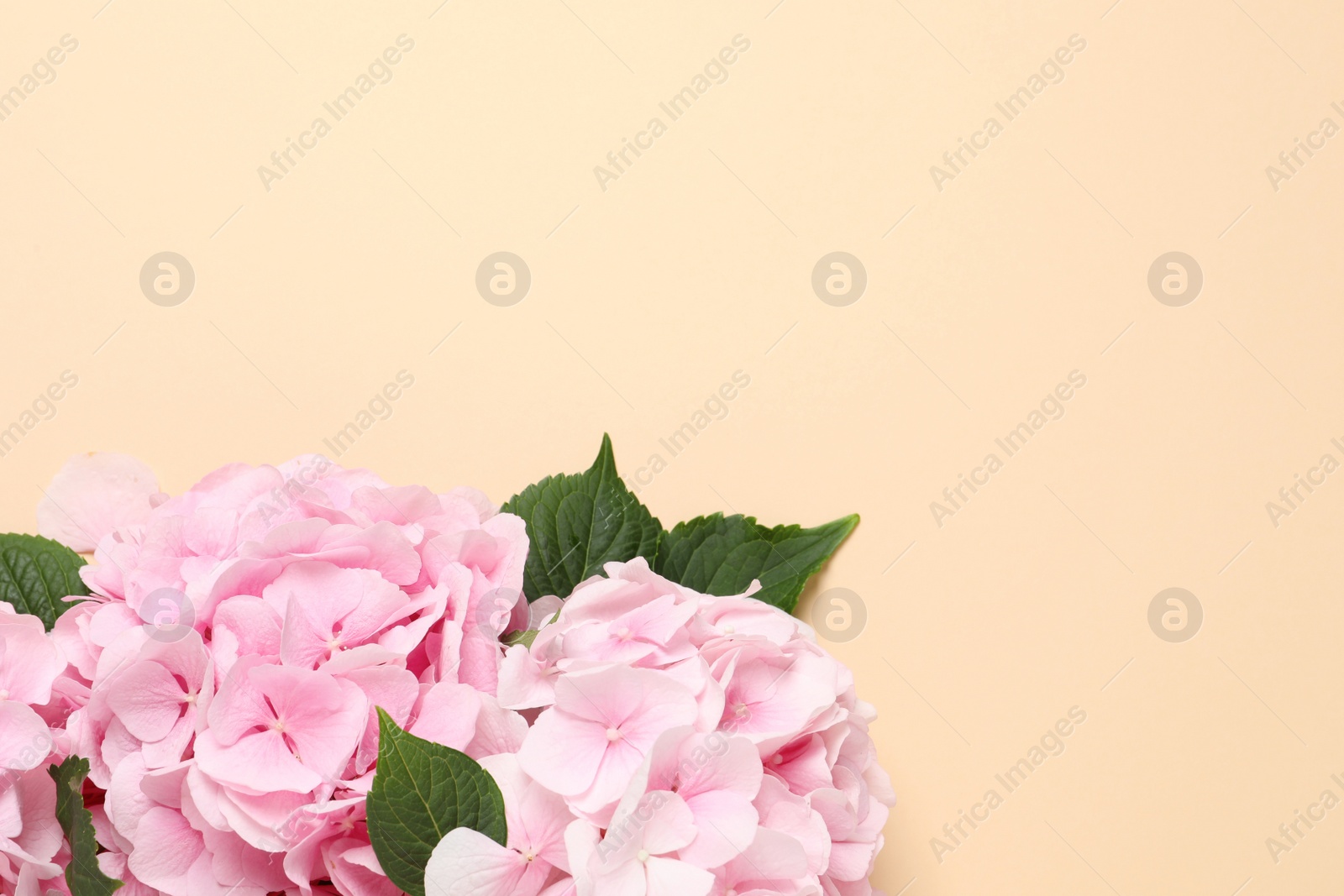 Photo of Beautiful hortensia flowers on beige background, flat lay. Space for text