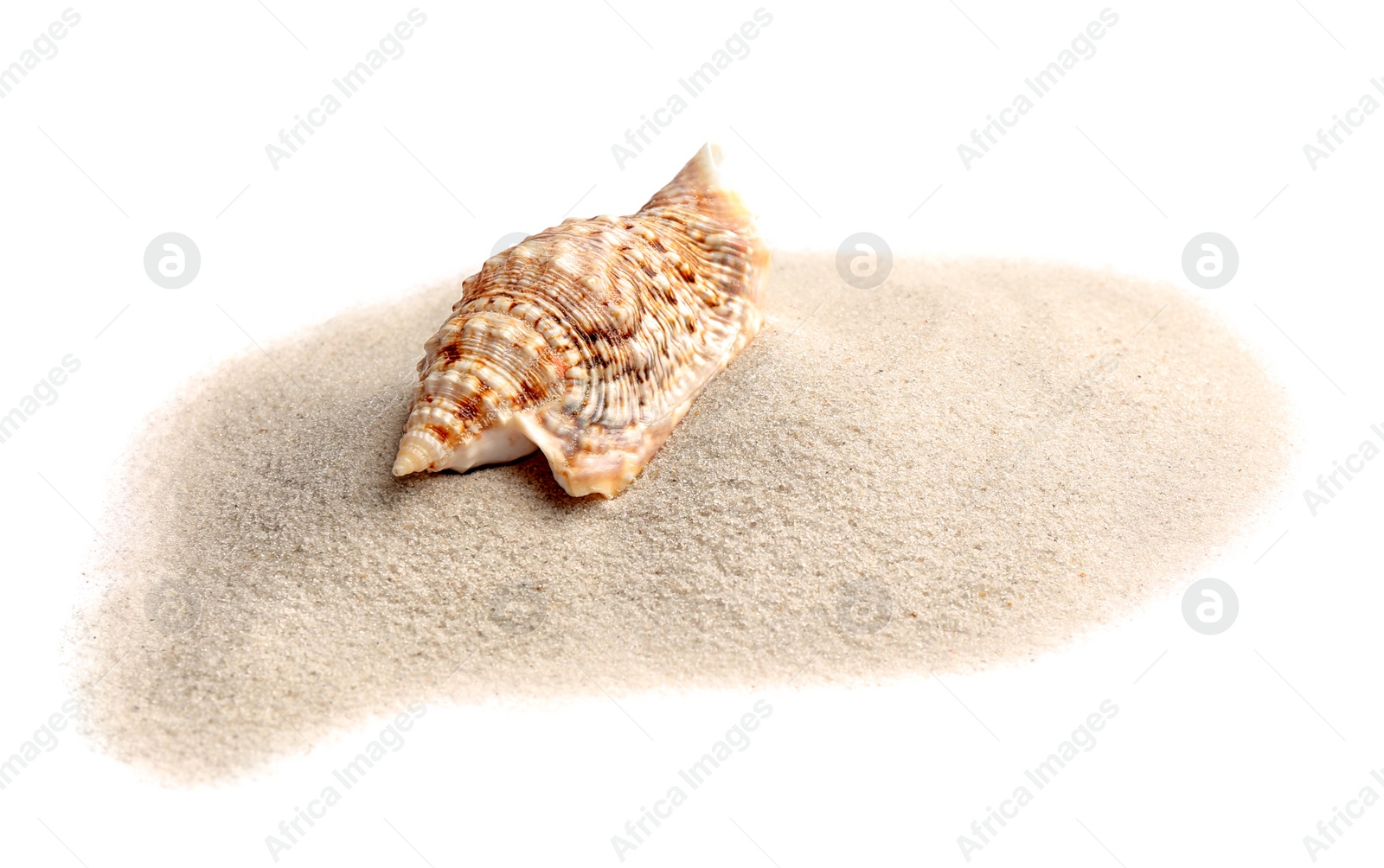 Photo of Pile of beach sand with sea shell isolated on white