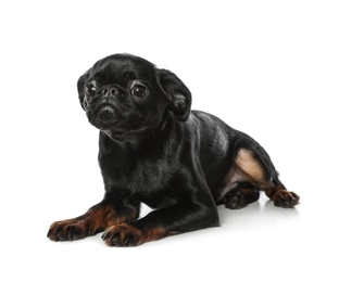 Photo of Adorable black Petit Brabancon dog lying on white background