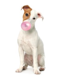 Image of Cute Jack Russell Terrier dog blowing bubble gum on white background