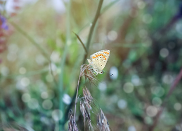 Photo of Beautiful Adonis blue butterfly on plant in field