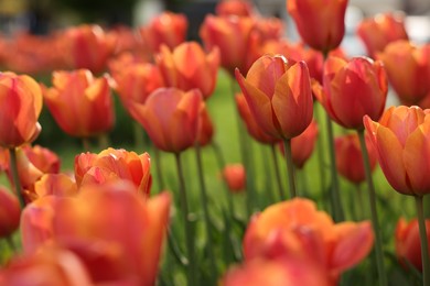 Photo of Beautiful colorful tulips growing in flower bed, selective focus