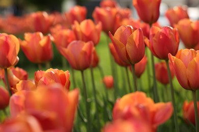 Beautiful colorful tulips growing in flower bed, selective focus