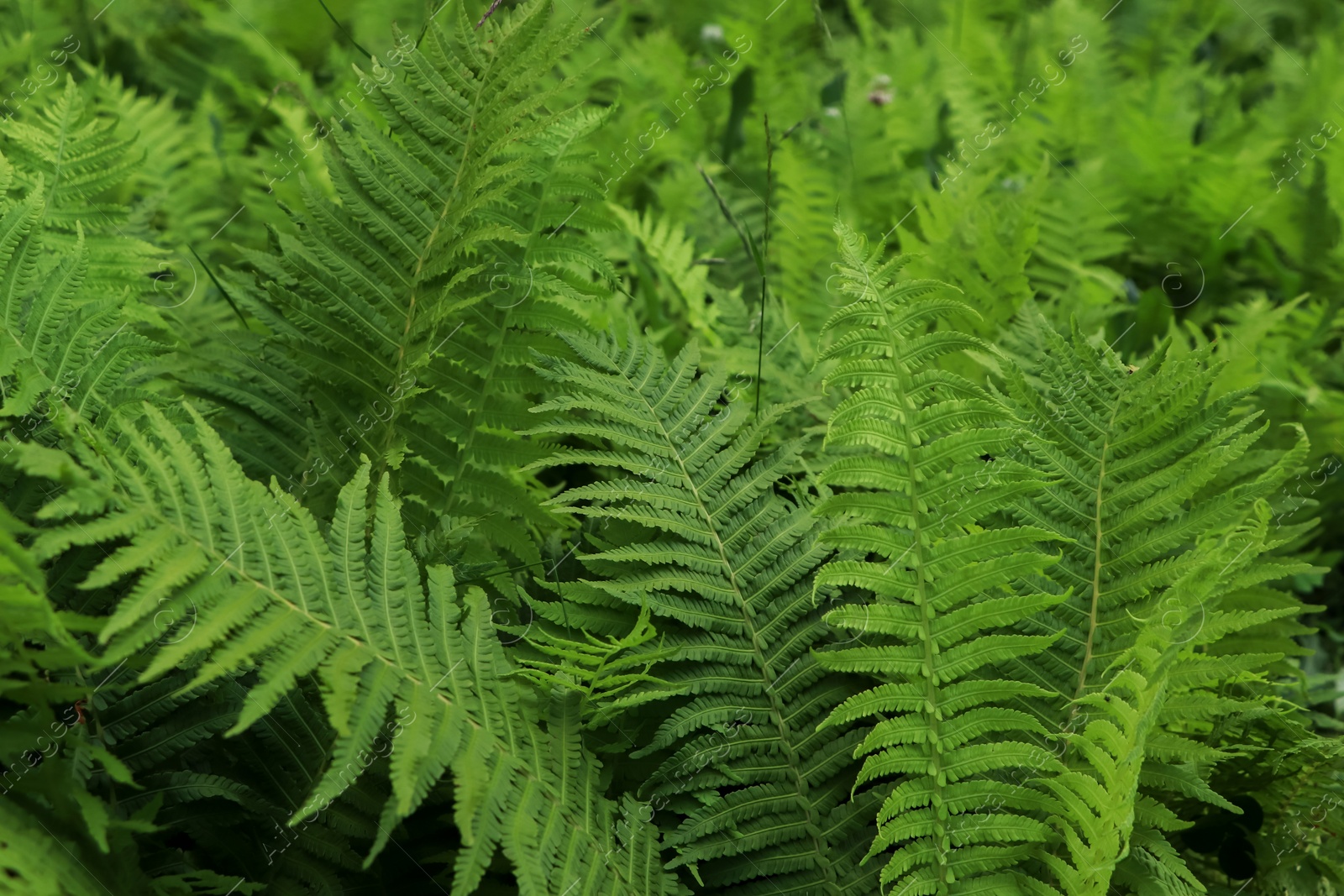 Photo of Beautiful fern with lush green leaves growing outdoors