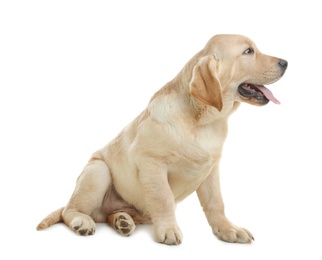 Photo of Cute yellow labrador retriever puppy isolated on white