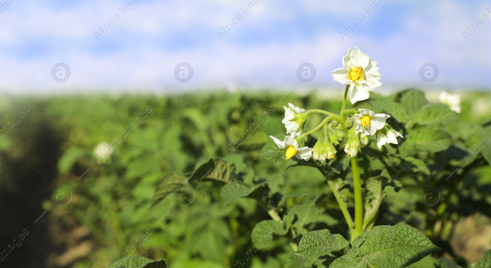 Photo of Beautiful field with blooming potato bushes on sunny day, closeup