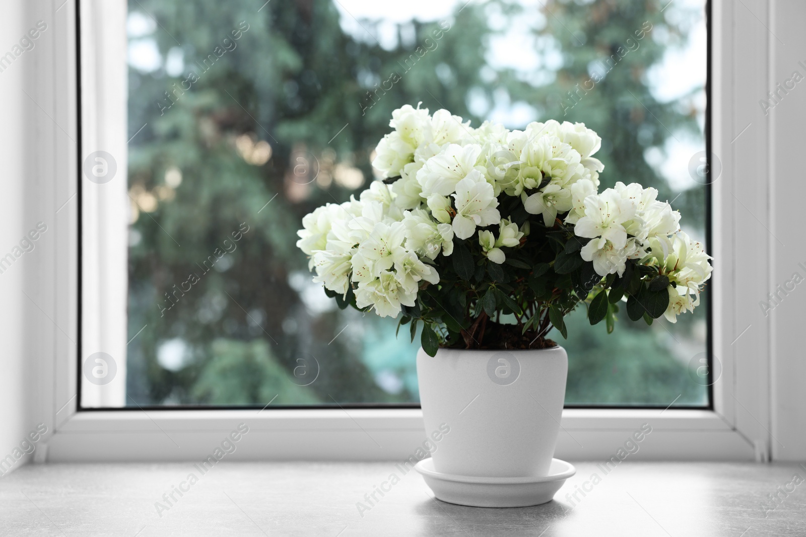 Photo of Beautiful azalea flowers in pot on windowsill indoors