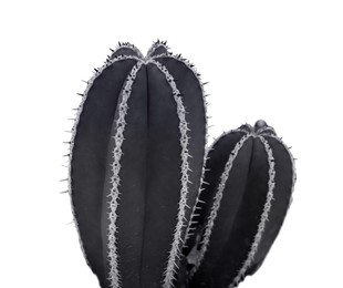 Beautiful Pachycereus cactus on white background. Black and white effect