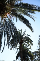 Photo of Beautiful palms trees with green leaves against clear sky, low angle view