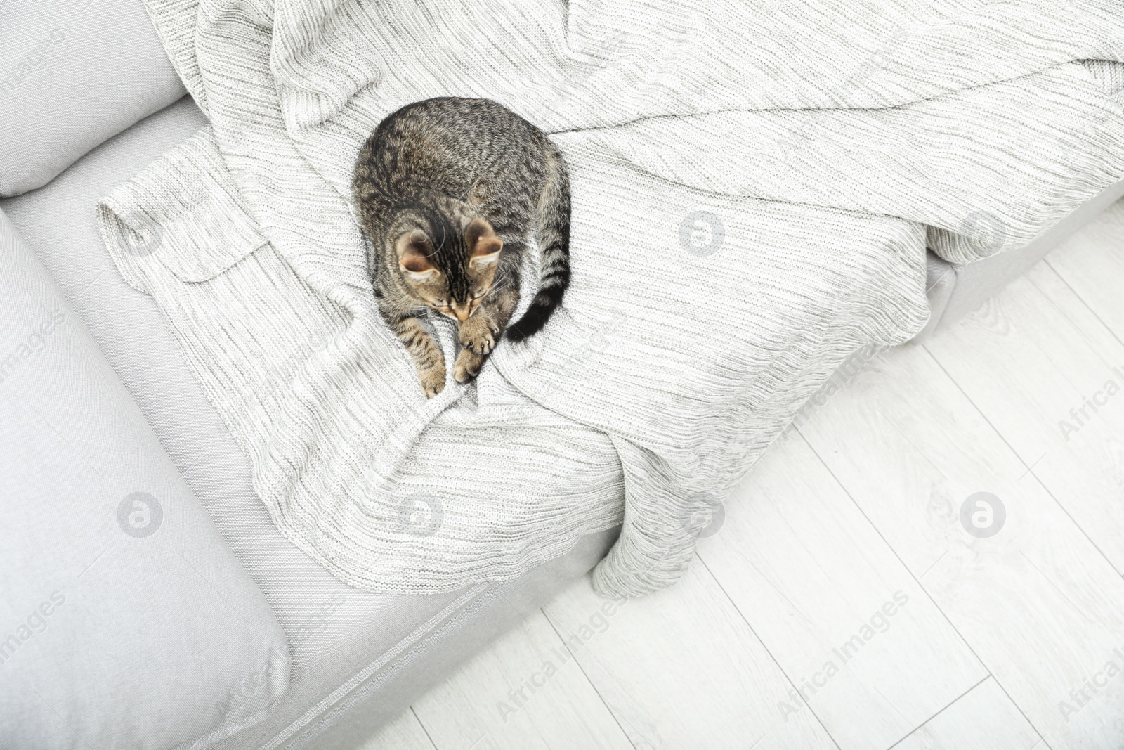 Photo of Grey tabby cat lying on sofa indoors, top view with space for text. Adorable pet