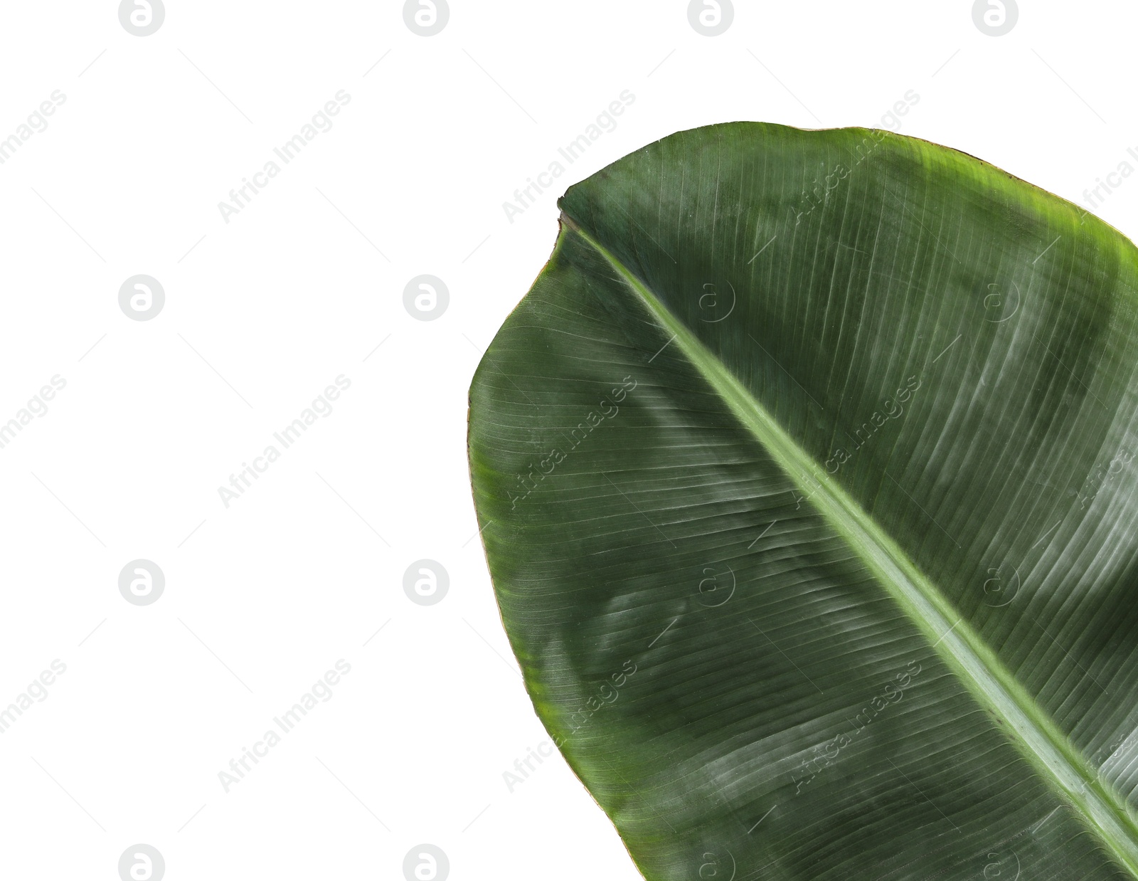 Photo of Fresh green banana leaf on white background. Tropical foliage