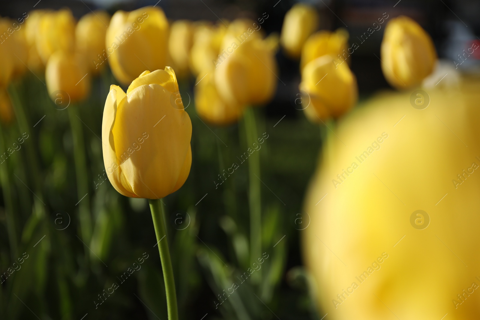 Photo of Beautiful yellow tulips growing outdoors on sunny day, closeup. Spring season