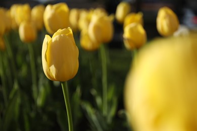 Beautiful yellow tulips growing outdoors on sunny day, closeup. Spring season