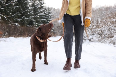 Woman walking with adorable Labrador Retriever dog in snowy park, closeup