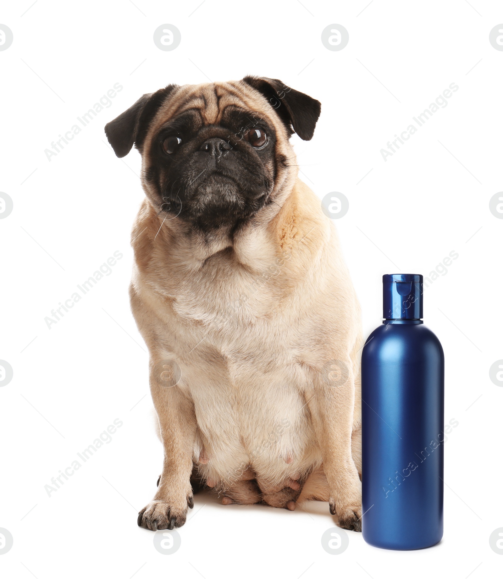 Image of Cute pug dog and bottle of pet shampoo on white background