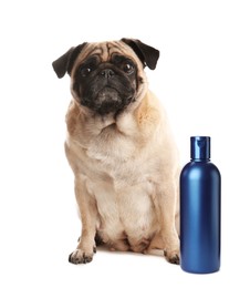 Image of Cute pug dog and bottle of pet shampoo on white background