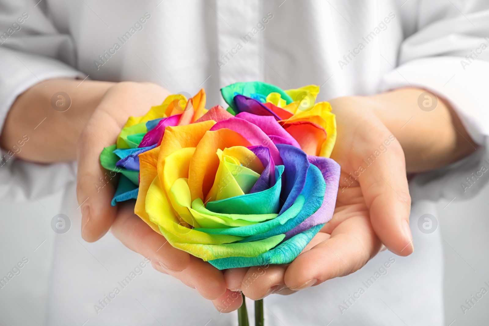 Photo of Woman holding rainbow rose flowers, closeup