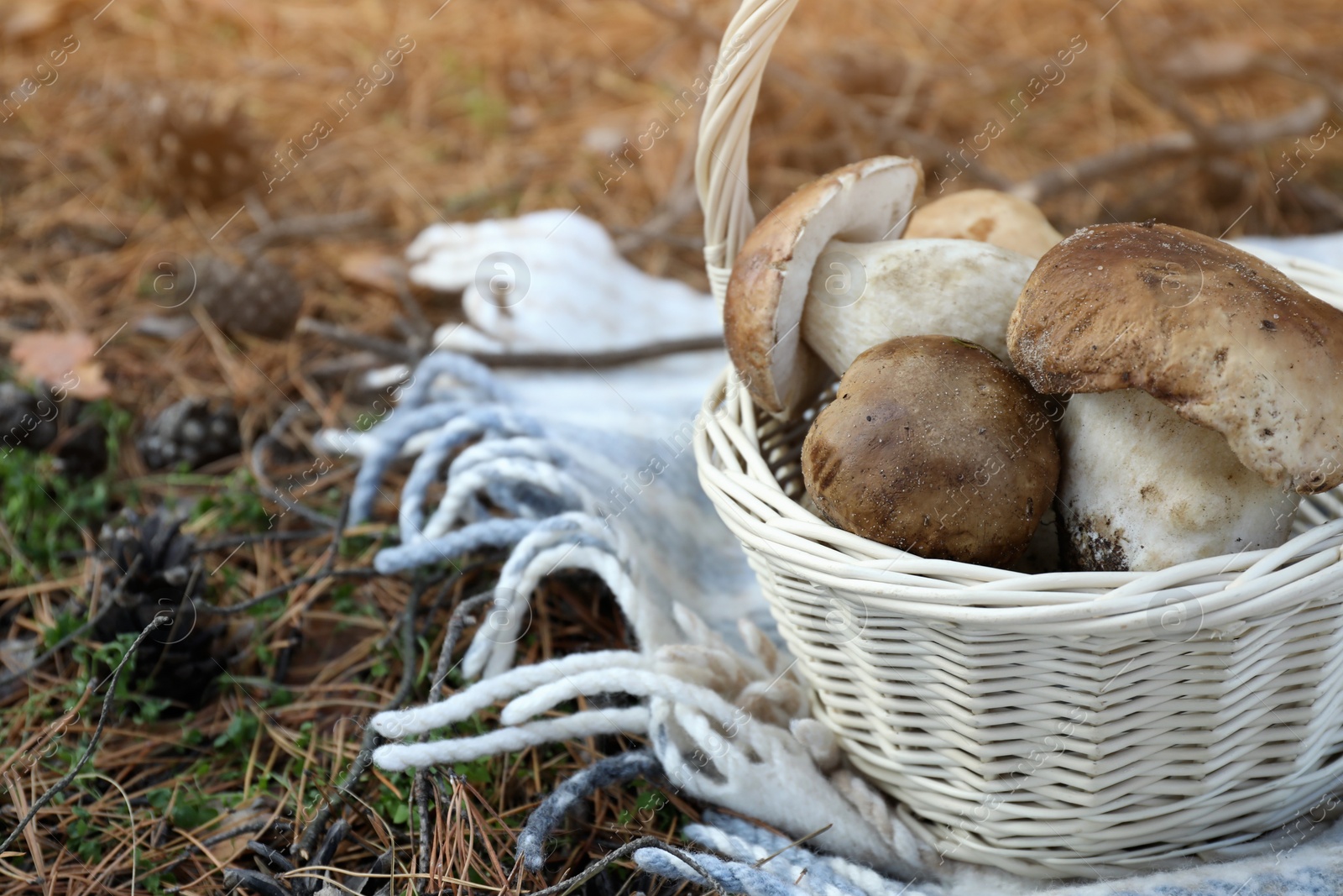 Photo of Wicker basket with fresh wild mushrooms in forest, closeup