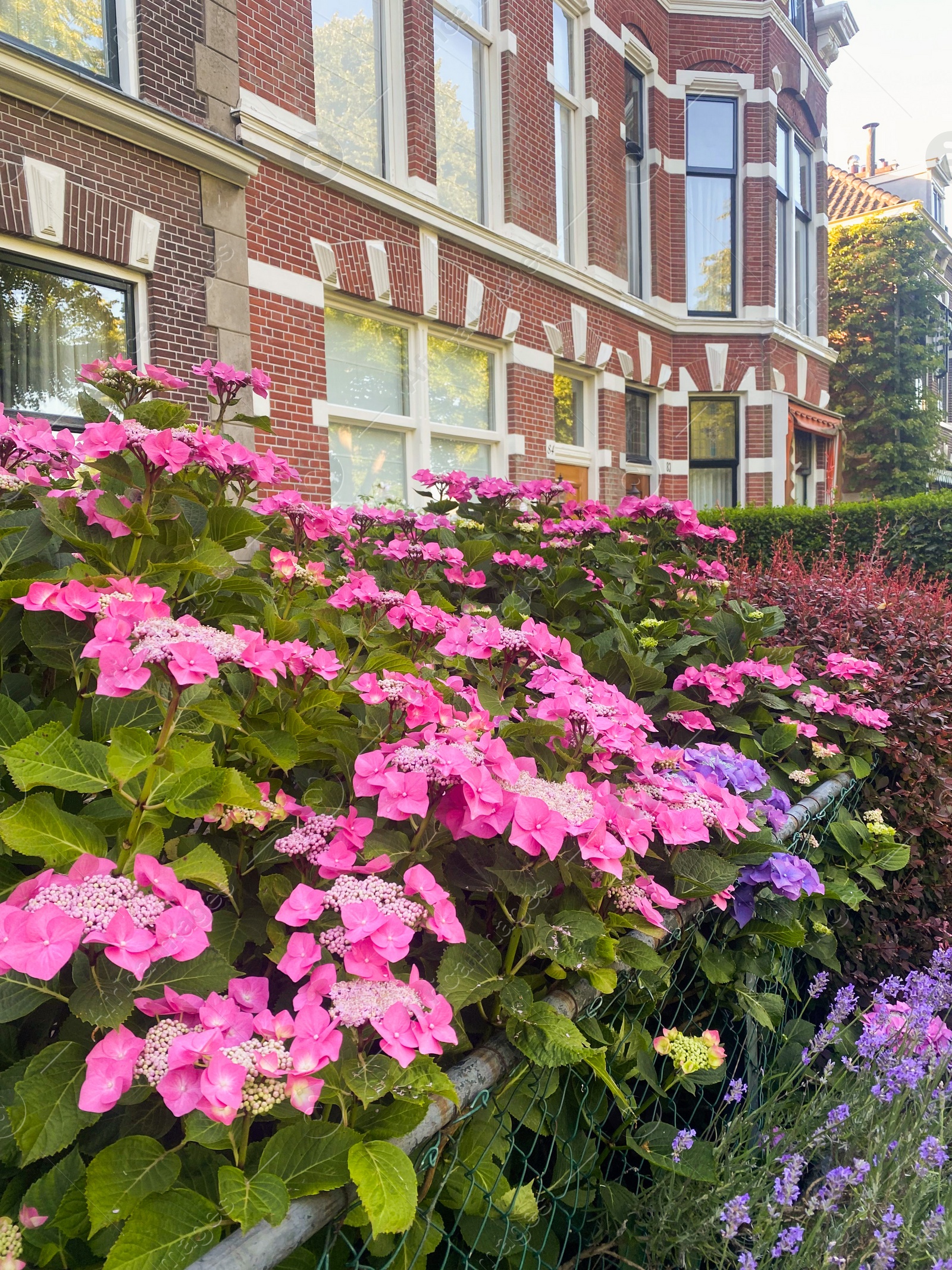 Photo of Hortensia plant with beautiful flowers growing near building