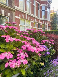 Photo of Hortensia plant with beautiful flowers growing near building