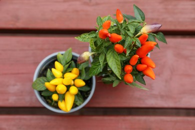 Photo of Capsicum Annuum plants. Potted rainbow multicolor and yellow chili peppers on wooden table, top view