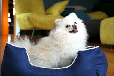 Photo of Cute fluffy Pomeranian dog in pet bed indoors