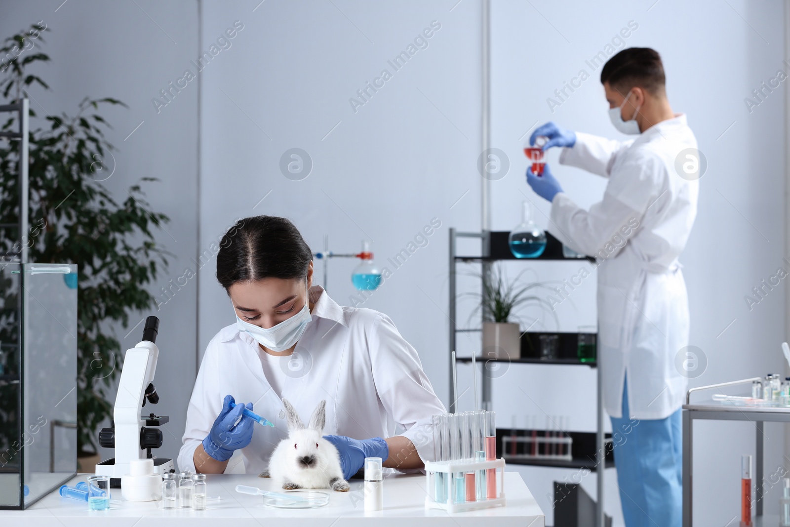 Photo of Scientist with syringe and rabbit in chemical laboratory. Animal testing