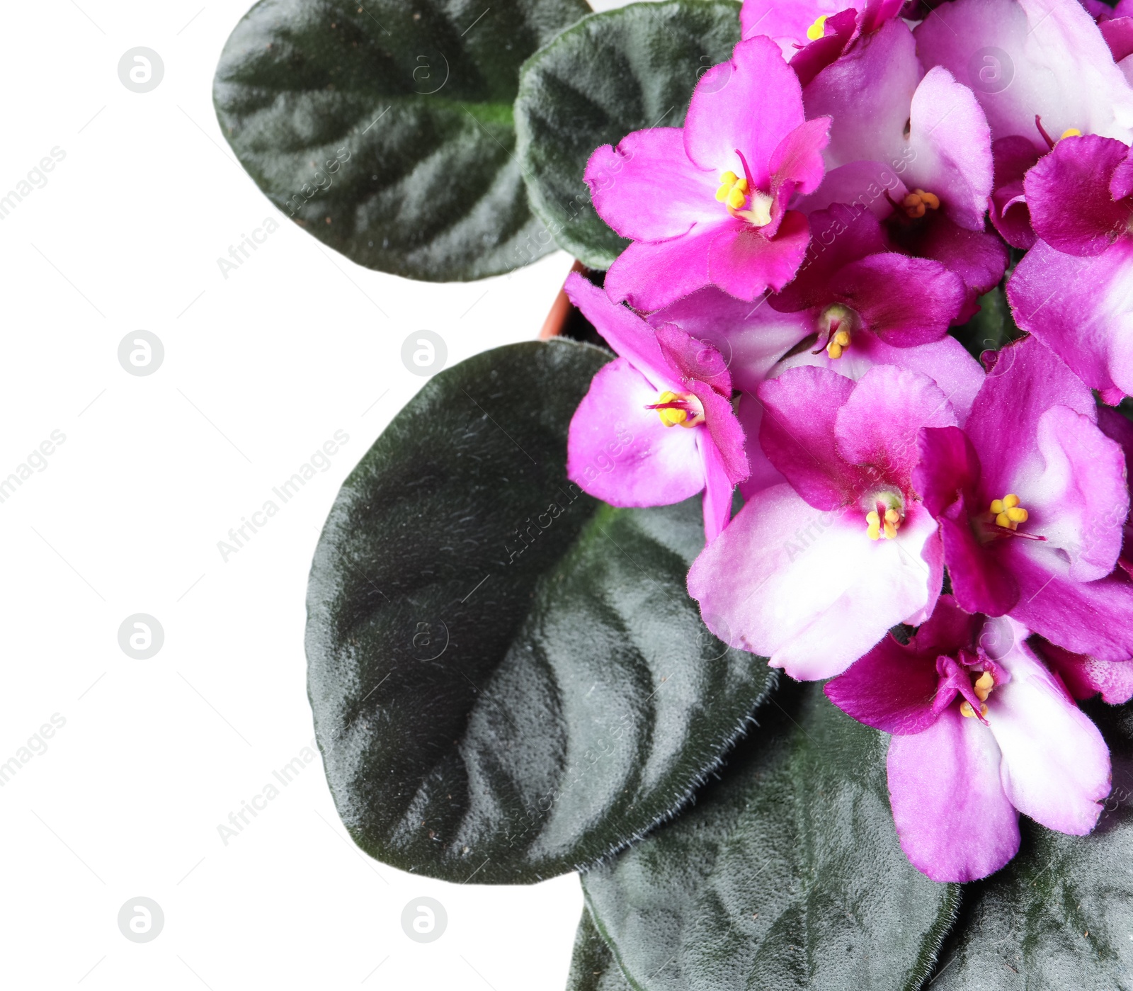 Photo of Beautiful violet flowers on light grey background, space for text. Delicate house plant