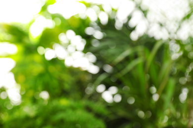 Photo of Blurred view of green plants as background, bokeh effect