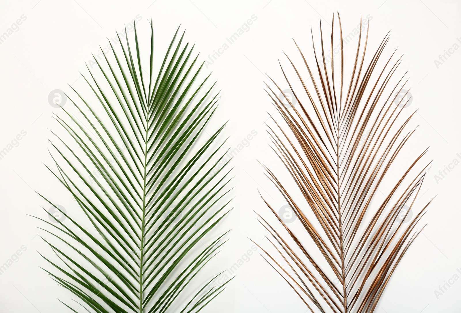 Photo of Tropical Date palm leaves on white background, top view