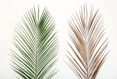 Photo of Tropical Date palm leaves on white background, top view