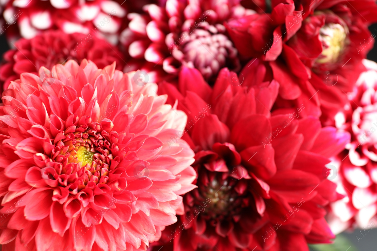 Photo of Beautiful blooming dahlia flowers as background, closeup