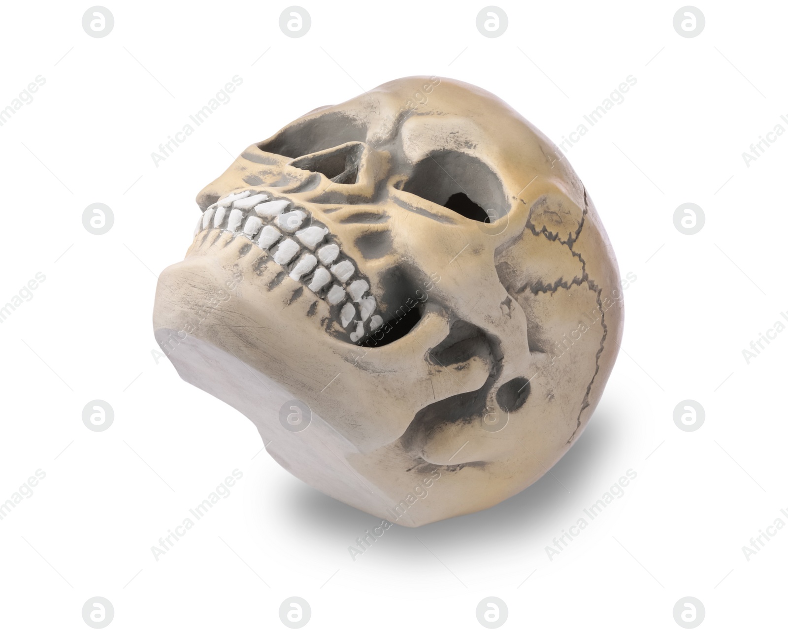 Photo of Human skull with teeth isolated on white