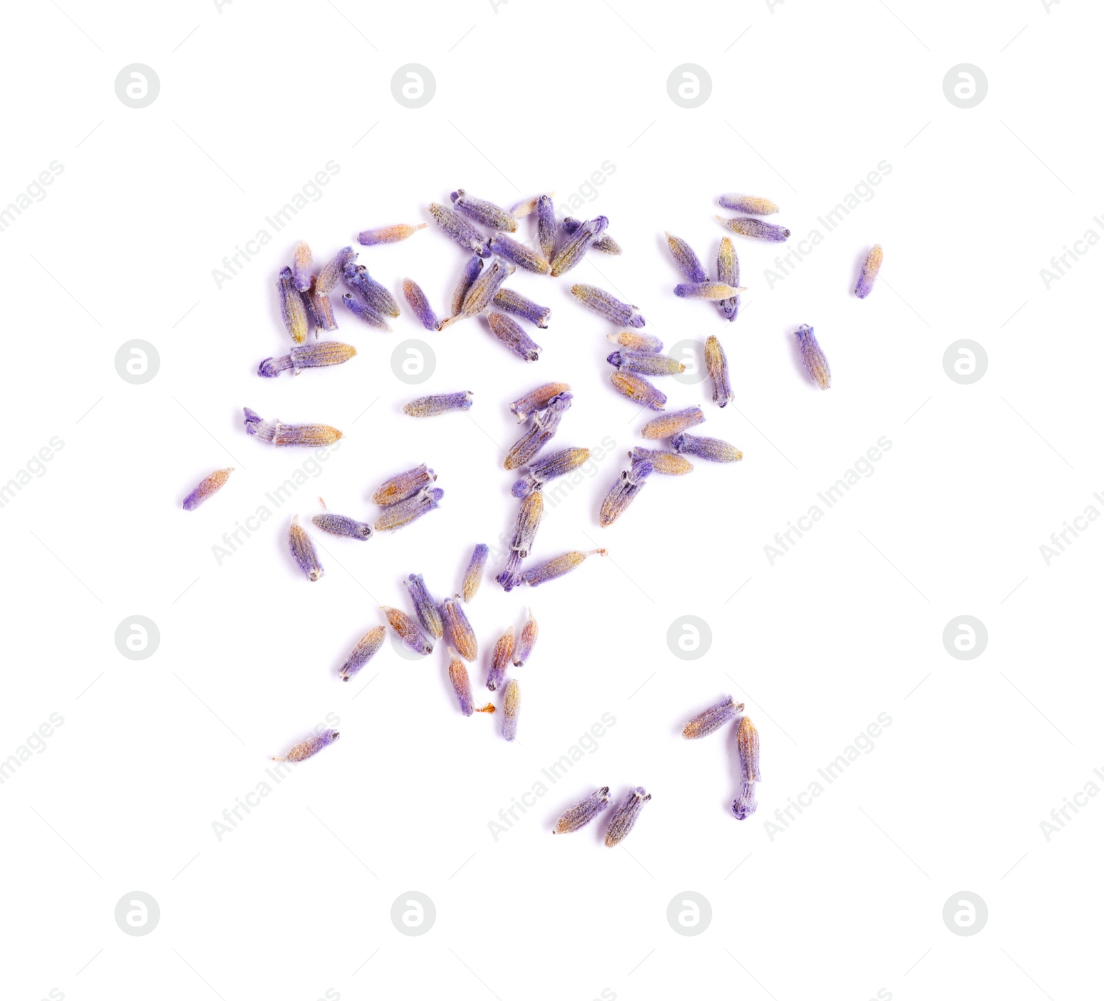 Photo of Beautiful purple lavender flowers on white background, top view