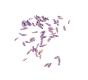 Beautiful purple lavender flowers on white background, top view