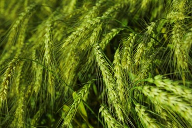 Closeup view of agricultural field with ripening wheat crop