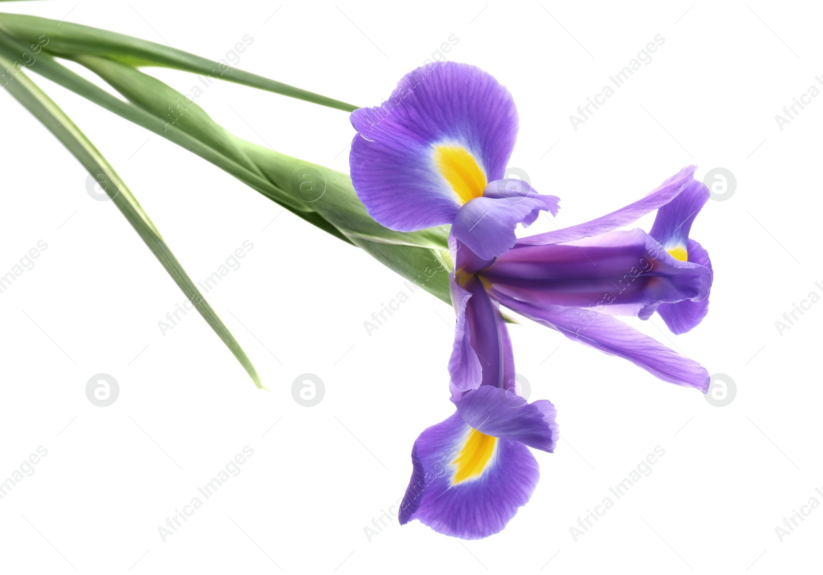 Photo of Beautiful iris isolated on white. Spring flower