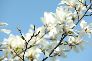 Photo of Beautiful blooming Magnolia tree on sunny day outdoors