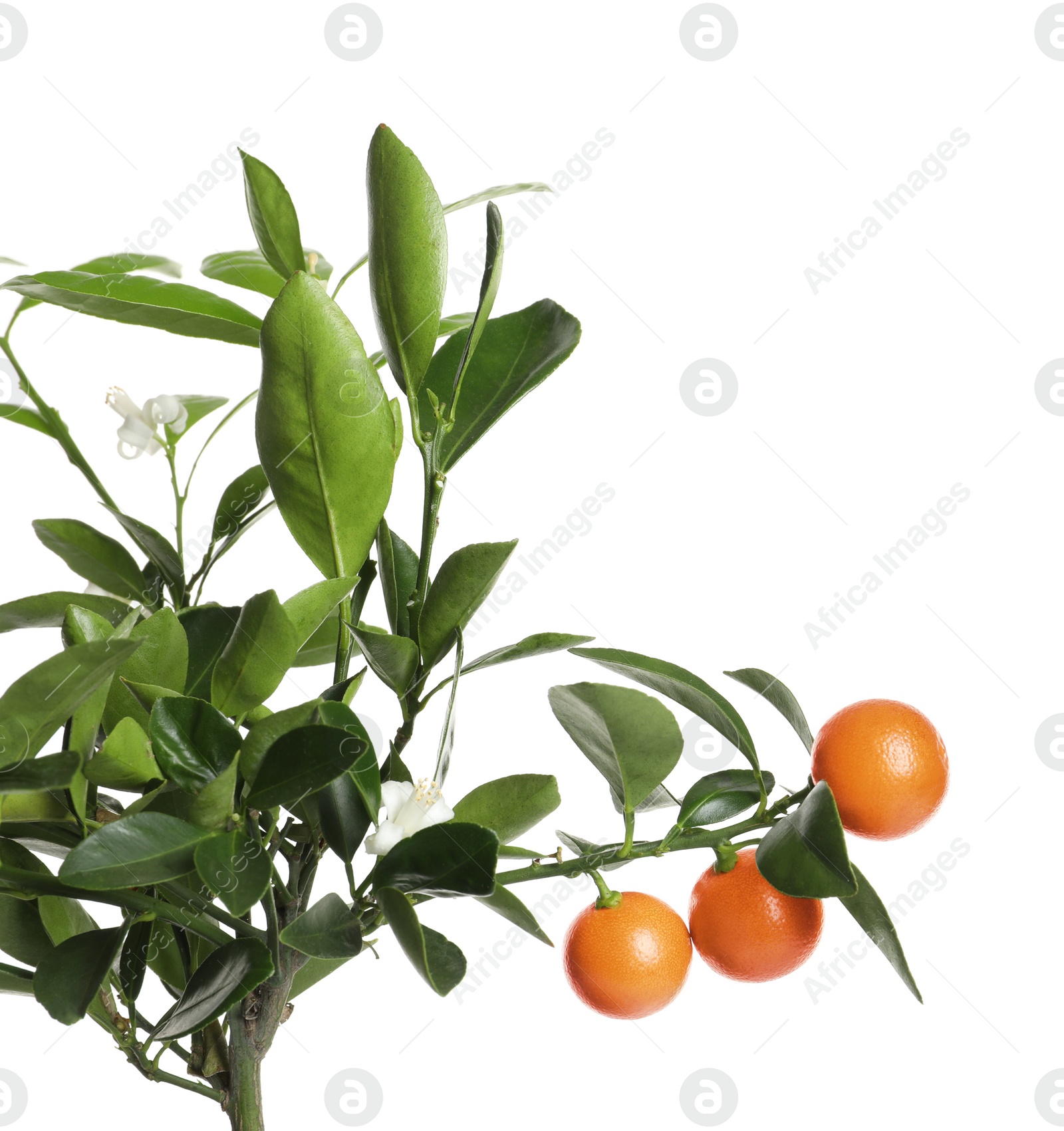 Photo of Citrus tree with fruits isolated on white