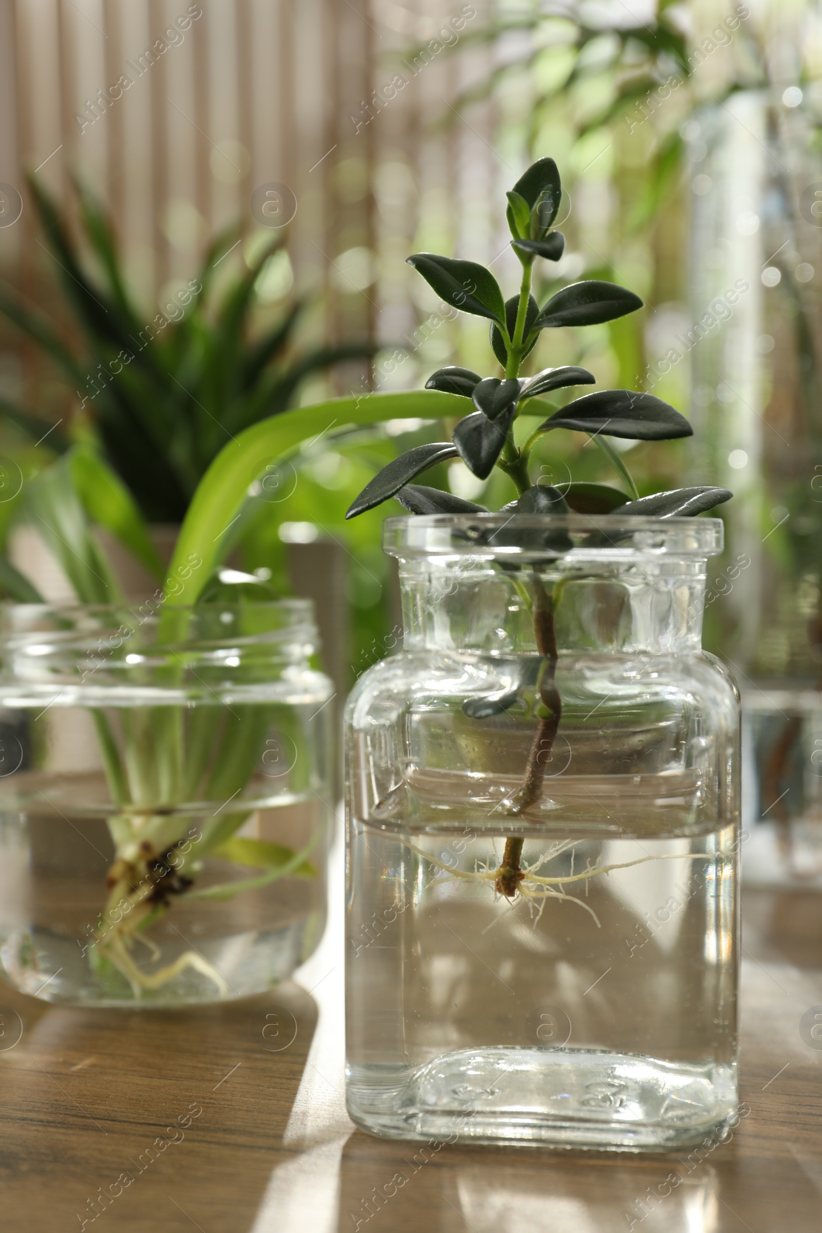 Photo of Exotic house plants in water on wooden table