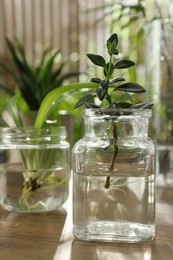 Exotic house plants in water on wooden table
